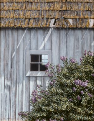 Island Lilacs