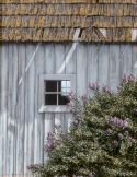 Island Lilacs