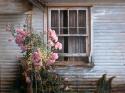 Summer Roses