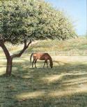 Summer Apples